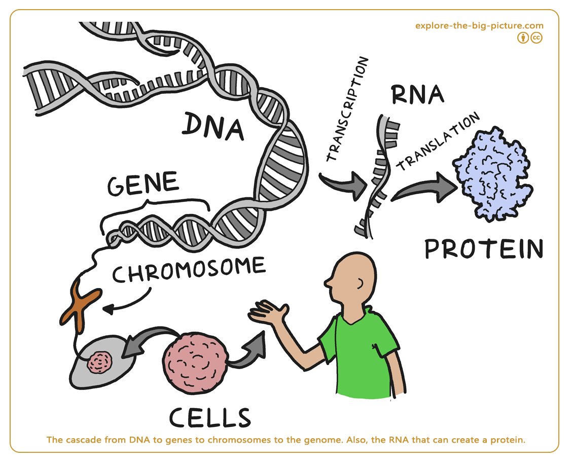 Figuur 1.11a — Cascade cell dna chromosome gene genome rna protein