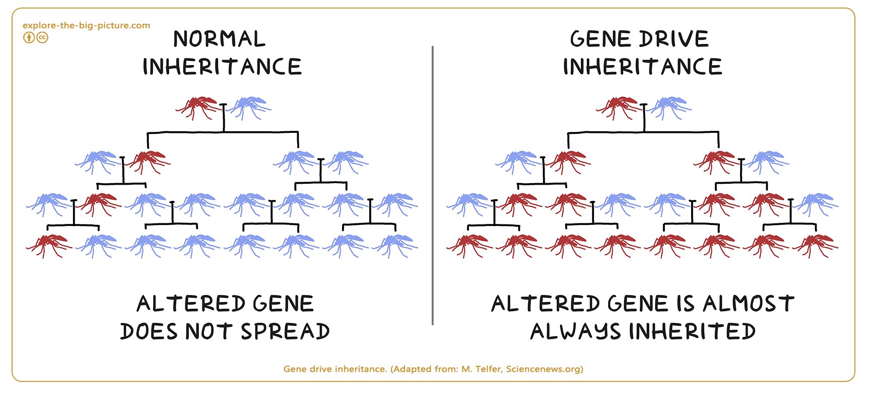 Figuur 1.14a — Alterd gene drive inheritance