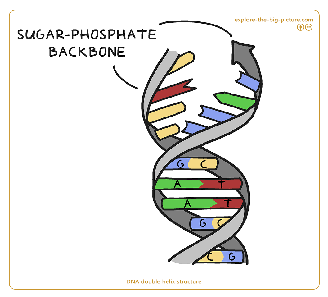 Figuur 1.5a — Dna double helix structure a g c t with sugar phosphate backbone